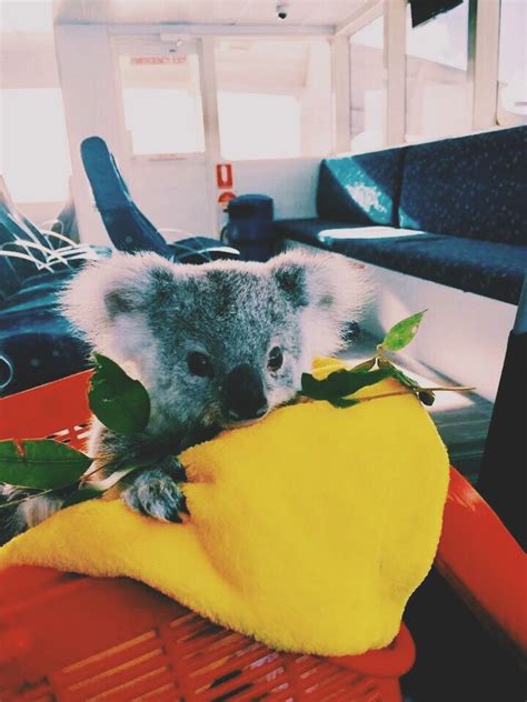 ☆p i n t e r e s t - @adrianam357☆ | Cute baby animals, Cute animals, Funny koala