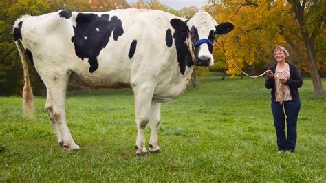 The World's Tallest Cow Is So Comically Ginormous That It's Hilarious ...