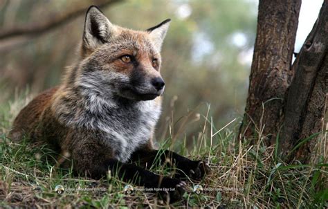 Fauna of Etna - Gruppo Guide Alpine Etna Sud - Etna Fox | Fauna, Wild ...