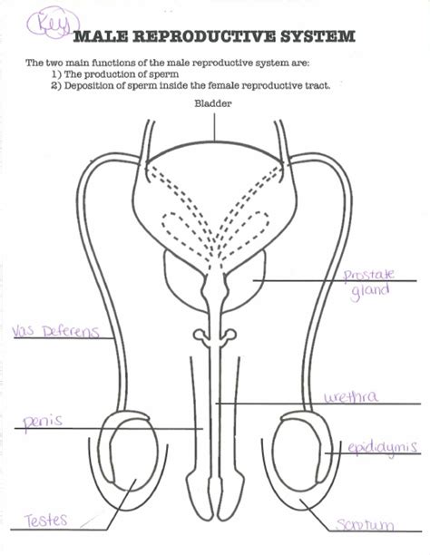 Blank Diagram Of Human Reproductive Systems - Reproductive System ...