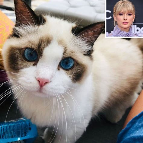 Taylor Swift Posts 'Cat Lady Thirst Trap' of Benjamin Button