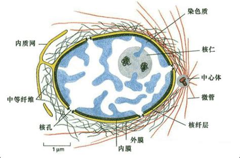 生物里面，细胞核，染色体，DNA，蛋白质，基因之间有什么关系？初中全忘光啦！！！_百度知道