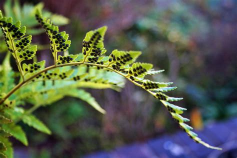 Fern Leaf With Spores Free Stock Photo - Public Domain Pictures