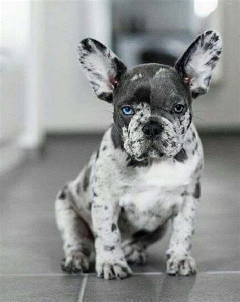 36 Best Pictures Blue Eyed French Bulldog Puppy - Nova Blue Eyed Blue ...