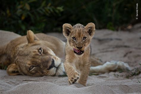 See top photos from 2023 Wildlife Photographer of the Year competition