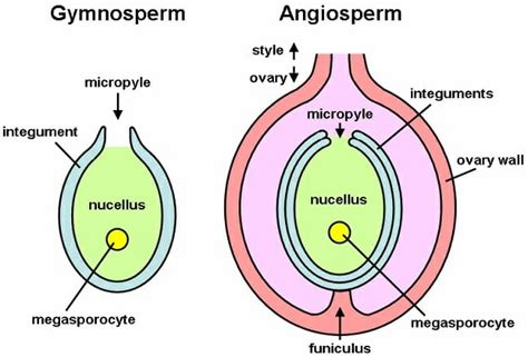 Find Out the Differences between Nucellus and Tapetum