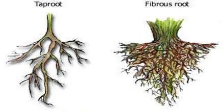 Describe Types of Roots - QS Study