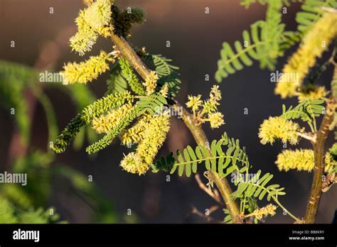 Honey Mesquite (Prosopis glandulosa) flowers, Arizona, USA Stock Photo - Alamy