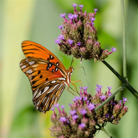 Passion Flowers and Butterflies - Bluebird Springs Farm