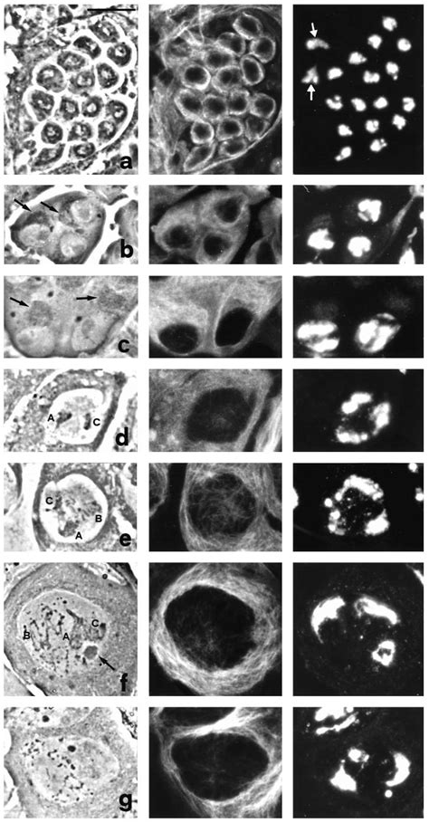 Primary spermatocyte growth. (Row a) A complete cyst of young primary ...