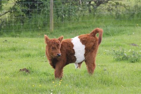 Belted Galloway calf | Rose Davies | Flickr