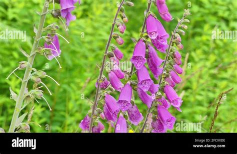 Washington state wildflowers Stock Videos & Footage - HD and 4K Video ...