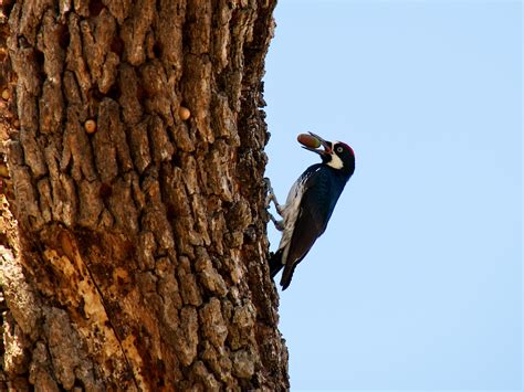 Nuts for Wildlife : The National Wildlife Federation Blog