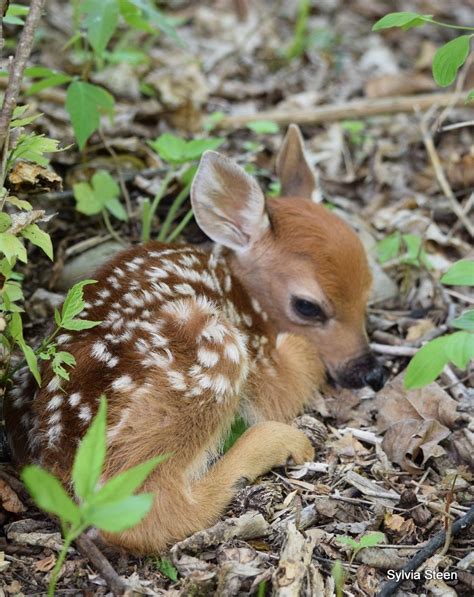 Newborn Fawn | Baby animals pictures, Cute animals, Baby animals