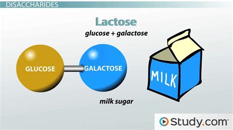 Lactose | Structure, Intolerance & Molecule - Lesson | Study.com