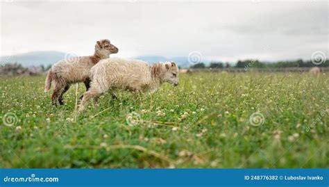 Two Small Ouessant or Ushant Sheep Lamb Grazing on Spring Meadow Stock Photo - Image of ouessant ...