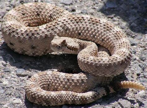 Sidewinder Rattlesnake - Traveling in Style | Animal Pictures and Facts ...