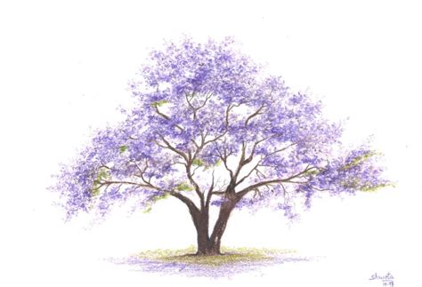 Jacaranda Tree colored pencil drawing (2013) Pencil drawing by Shweta Mahajan | Artfinder