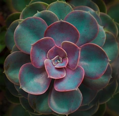 Close-Up Photo of a Succulent Plant · Free Stock Photo