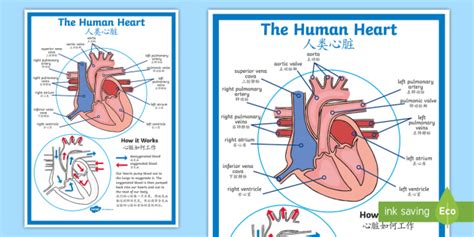 FREE! - The Human Heart Diagram Display Poster - English/Mandarin Chinese