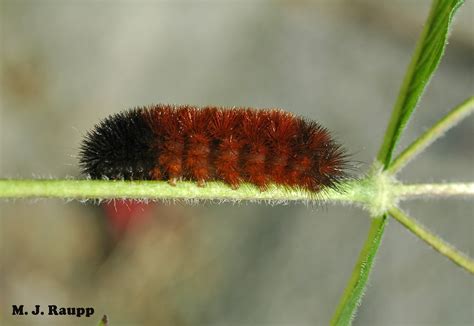 Winter mild or wild? Ask the banded woolly bear, Pyrrharctia isabella — Bug of the Week