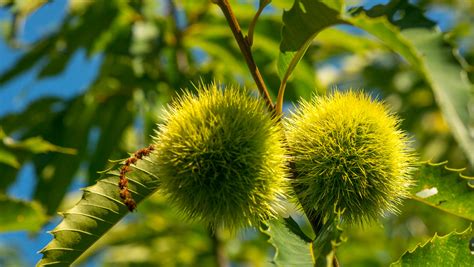 Tan, colleagues plant American chestnuts to return ‘perfect tree’ to ...