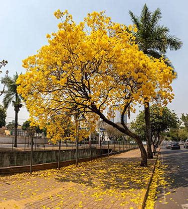 Warga Surabaya Dapat Pemandangan Indah, Bunga Tabebuya Sedang Mekar