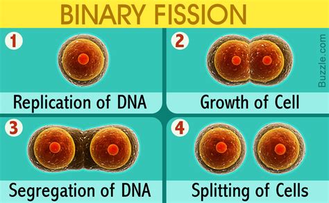 Binary Fission In Bacteria