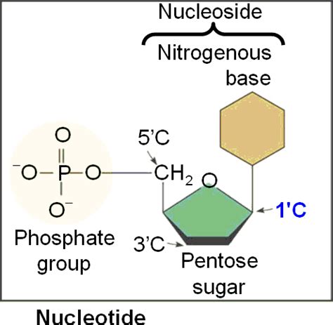Nucleotide Examples