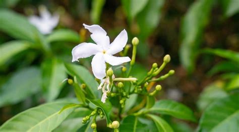 Jasmine Varieties: 14 Different Types of Jasmine