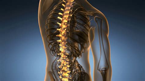 backbone. backache. science anatomy scan of human spine bones glowing Motion Background ...