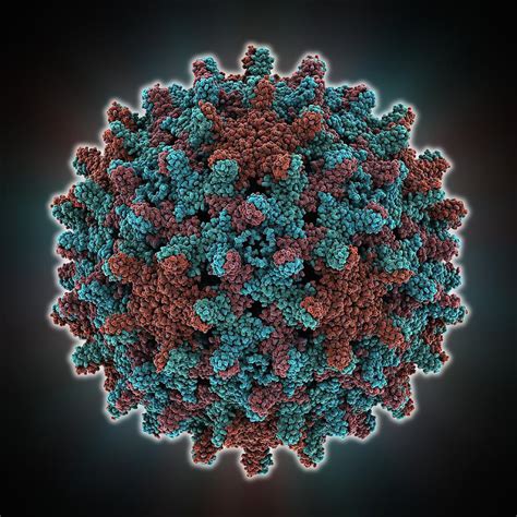 Hepatitis B virus capsid, molcular model Photograph by Science Photo Library - Pixels