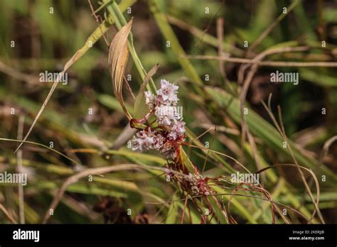 Pale flowers of a parasiti plant amarbel (latin name of genus: Cuscuta ...