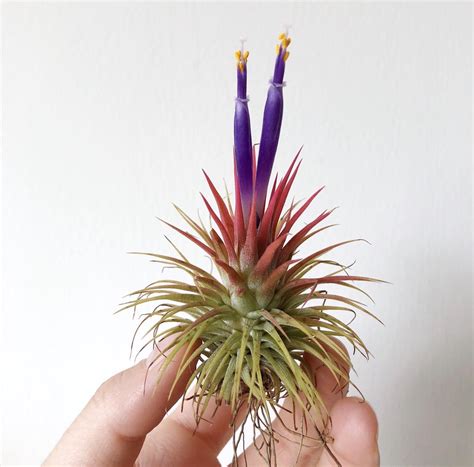 My first air plant bloom 😍 : r/airplants