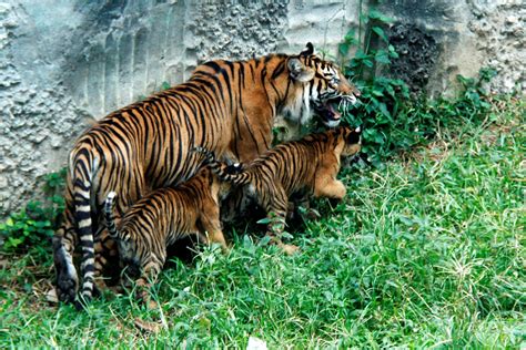 Anak Harimau Sumatera di TMSBK Bukittinggi Tumbuh Sehat - Mongabay.co.id