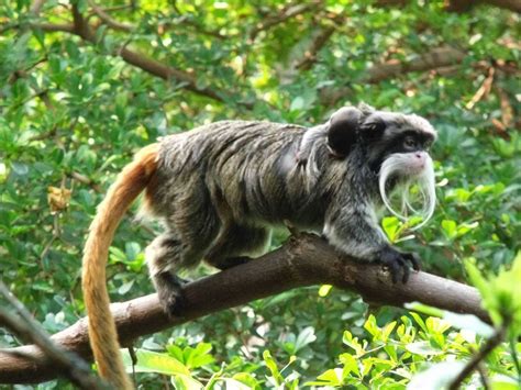 Emperor Tamarin Wallpapers Images Photos Pictures Backgrounds