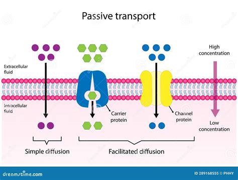 Passive Transport. Simple Diffusion and Facilitated Diffusion through a Specific or Non Specific ...