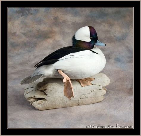 Birdman Studios Waterfowl Taxidermy * Upland & Bird Taxidermy * Duck ...