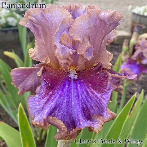 PANJANDRUM- 2018 - Tall Bearded Iris – PetalsWings