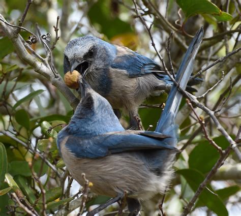 Florida Scrub Jay • Florida Wildlife Federation