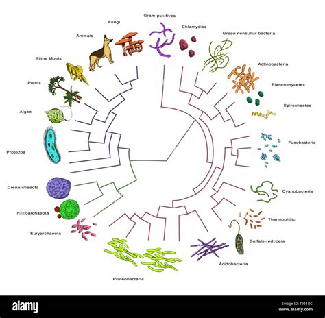 Simple Phylogenetic Tree Of Animals