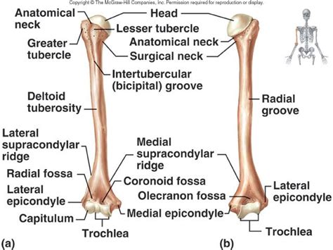 E. Intertubercular and radial grooves of humerous | Human anatomy and ...