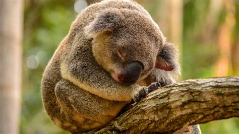 HD Sleeping koala Wallpaper | Download Free - 149514