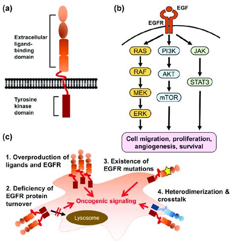 Figure From Mechanisms Of Resistance To Egfr Tyrosine Kinase | My XXX Hot Girl