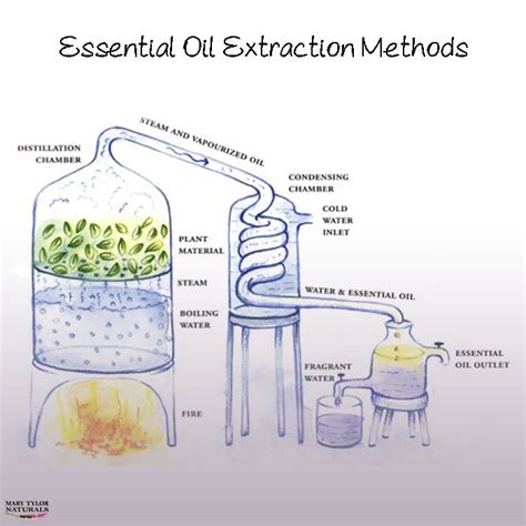 Steam Distillation