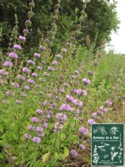 Wild Mint (Mentha arvensis) - Featured Native Plant of the Week