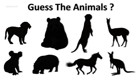 Guess the Animal by Shadow | Guess the Animal Quiz - YouTube