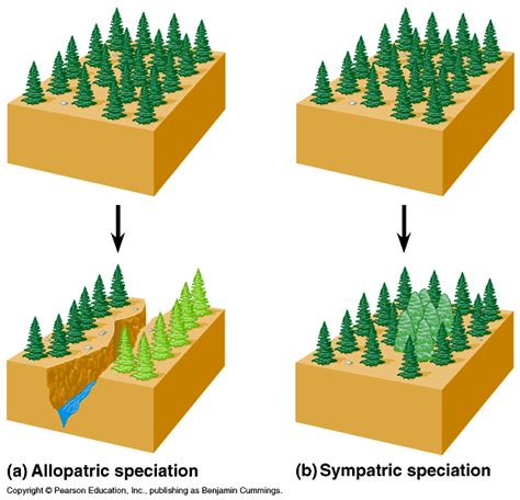 ALLOPATRIC VERSES SYMPATRIC SPECIATION | Teaching biology, Biology ...