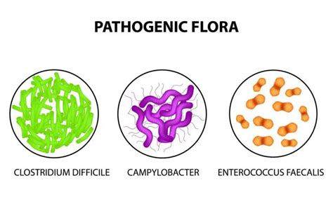 Enterococcus Faecalis Infection | STD.GOV Blog