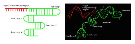 Circular RNA Structure